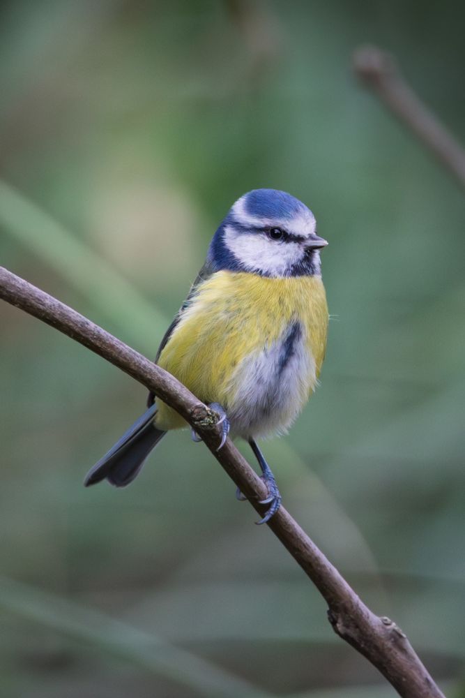 Blue Tit on a branch with blurred green background 