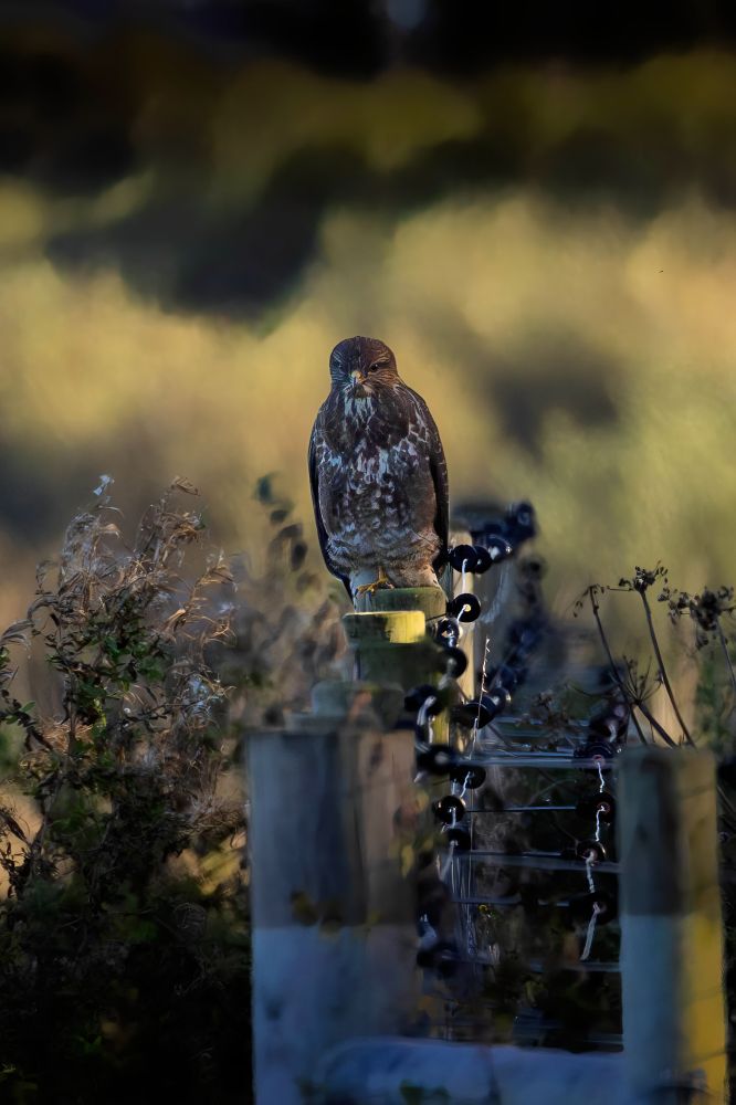 Buzzard perched on a fence pole in the distance looking forwards the camera.