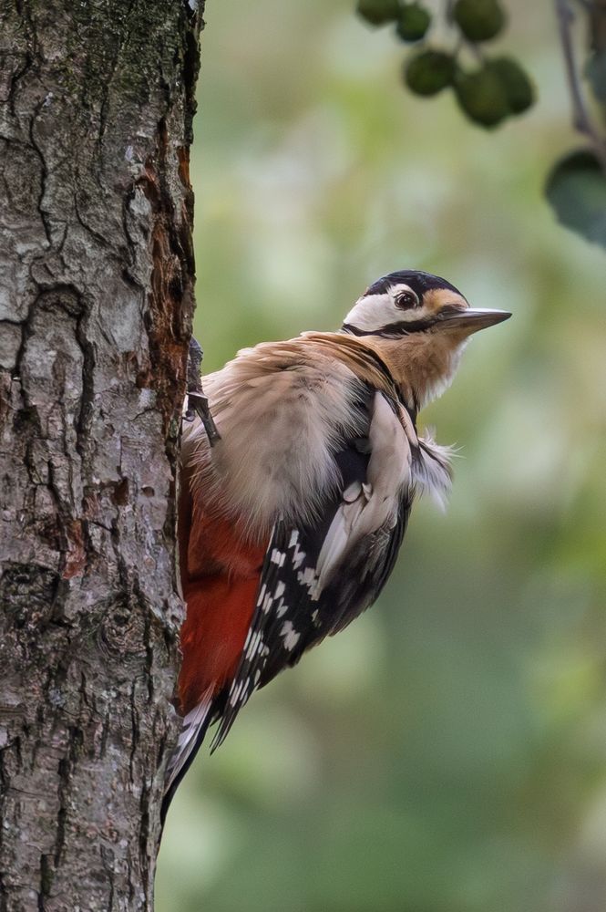 Woodpecker looking to it's left while holding onto a tree trunk