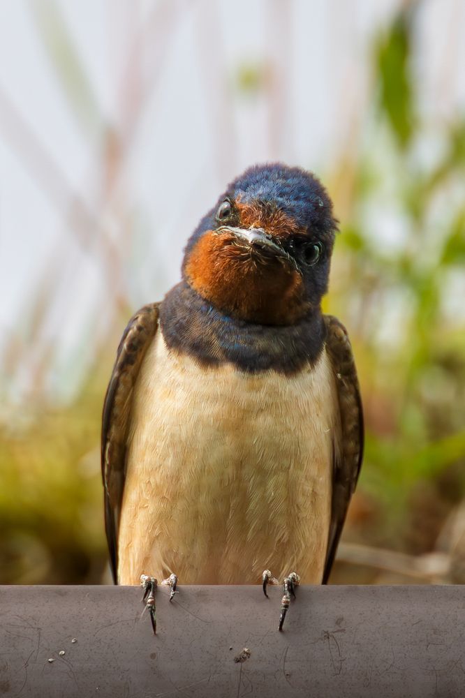 A Barn Swallow looking at the camera