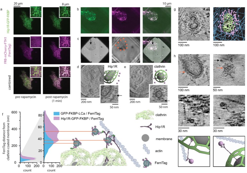 This is a scientific figure from the paper mentioned in the post. It shows fluorescence and electron microscopy images and associated schematics for using the ferritag to image clathrin coated pit proteins.