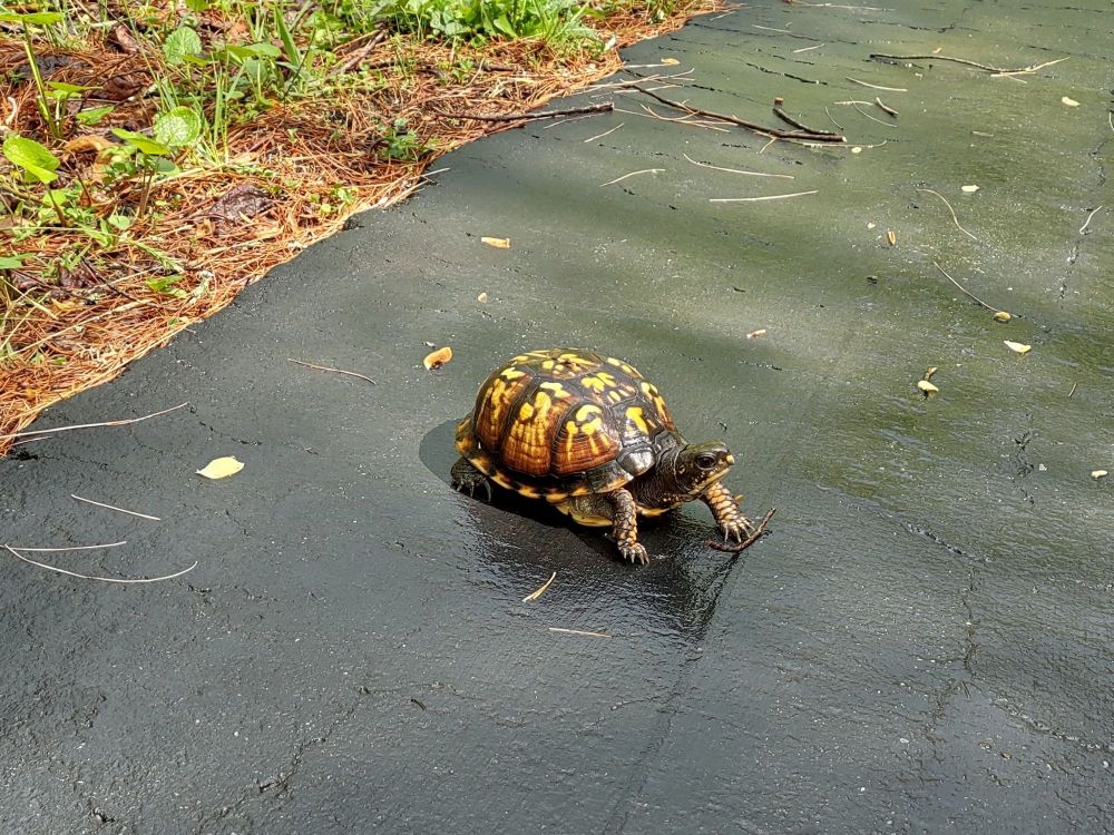 Closer view of the turtle on driveway. Eastern box turtle, almost-black with striking golden yellow markings. Her front legs and claws are extended, about to continue walking.
