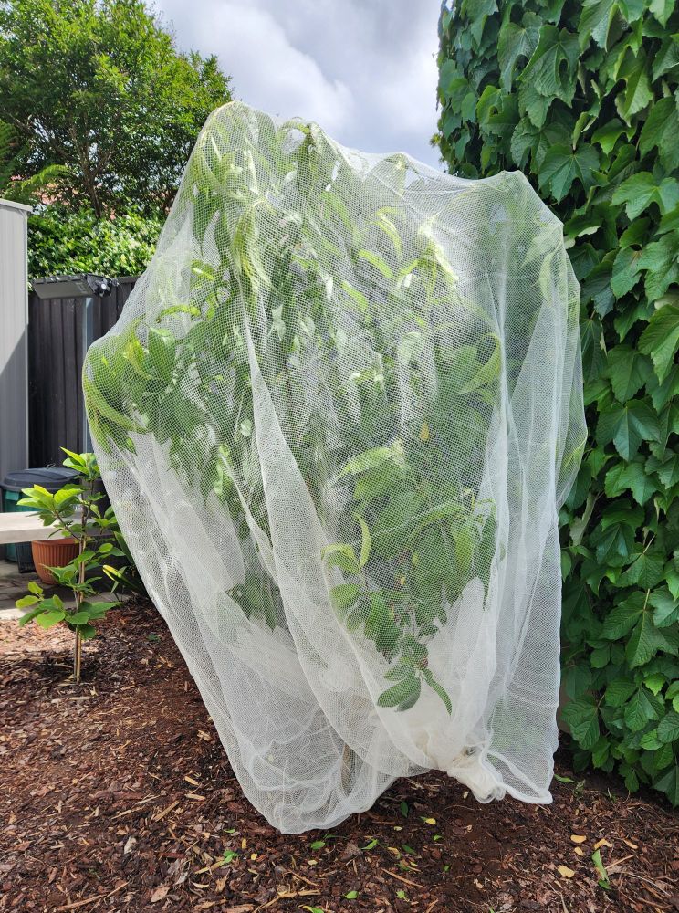 A nectarine tree, shrouded with bird netting. There is an ivy covered wall to the right of the tree.