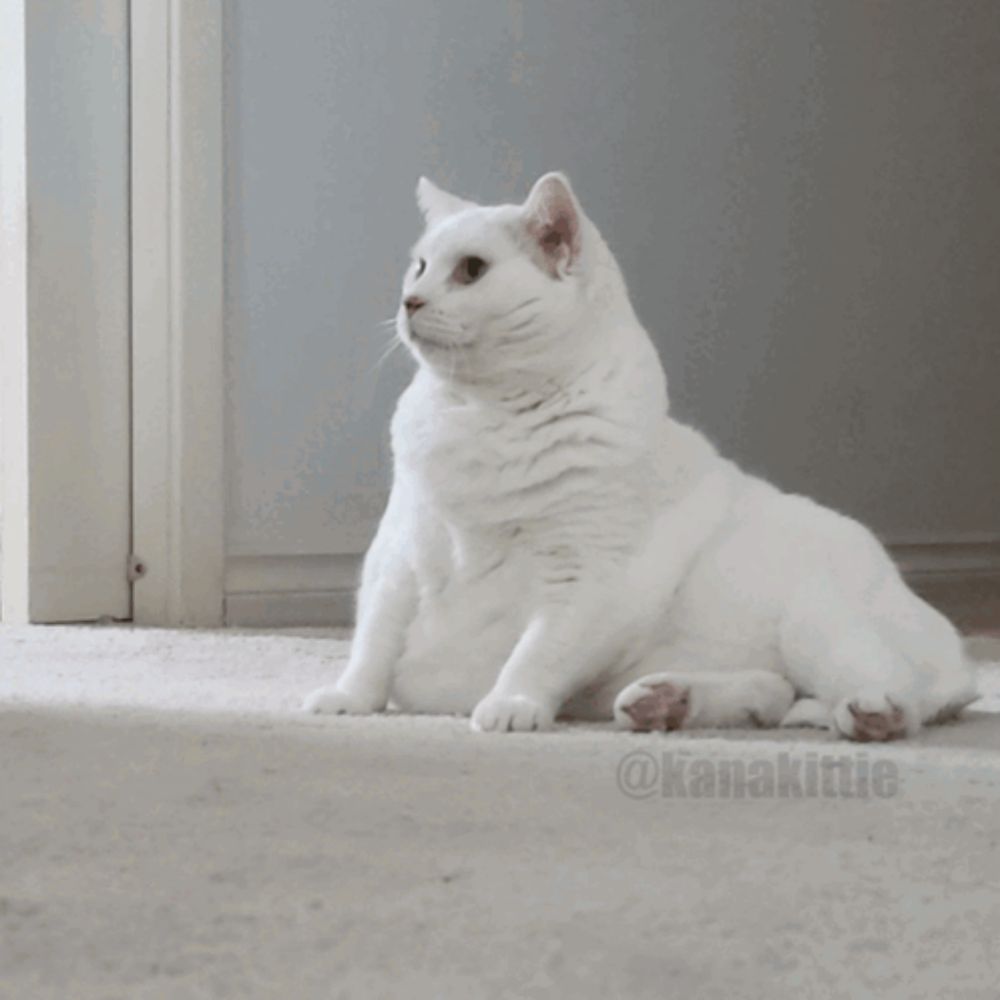 a white cat is laying on its back on a carpet with a watermark that says @kanakatitie