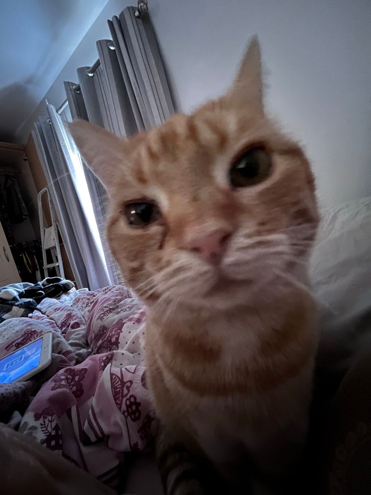 Phoebe the ginger cat staring into the camera. The photo is almost fish lens style or like when you’re looking through a door peephole 