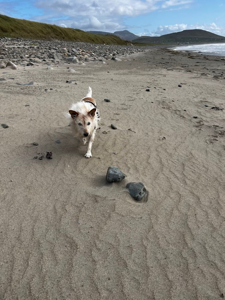 A long hair Jack Russell is walking along the sand towards the camera