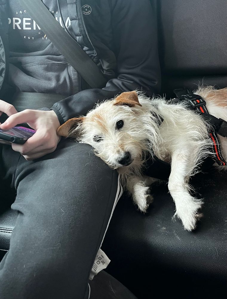 A brown and white Jack Russell Terrier lays in the back seat of a car. His head is resting against Middle son’s leg. He looks exhausted! 😂