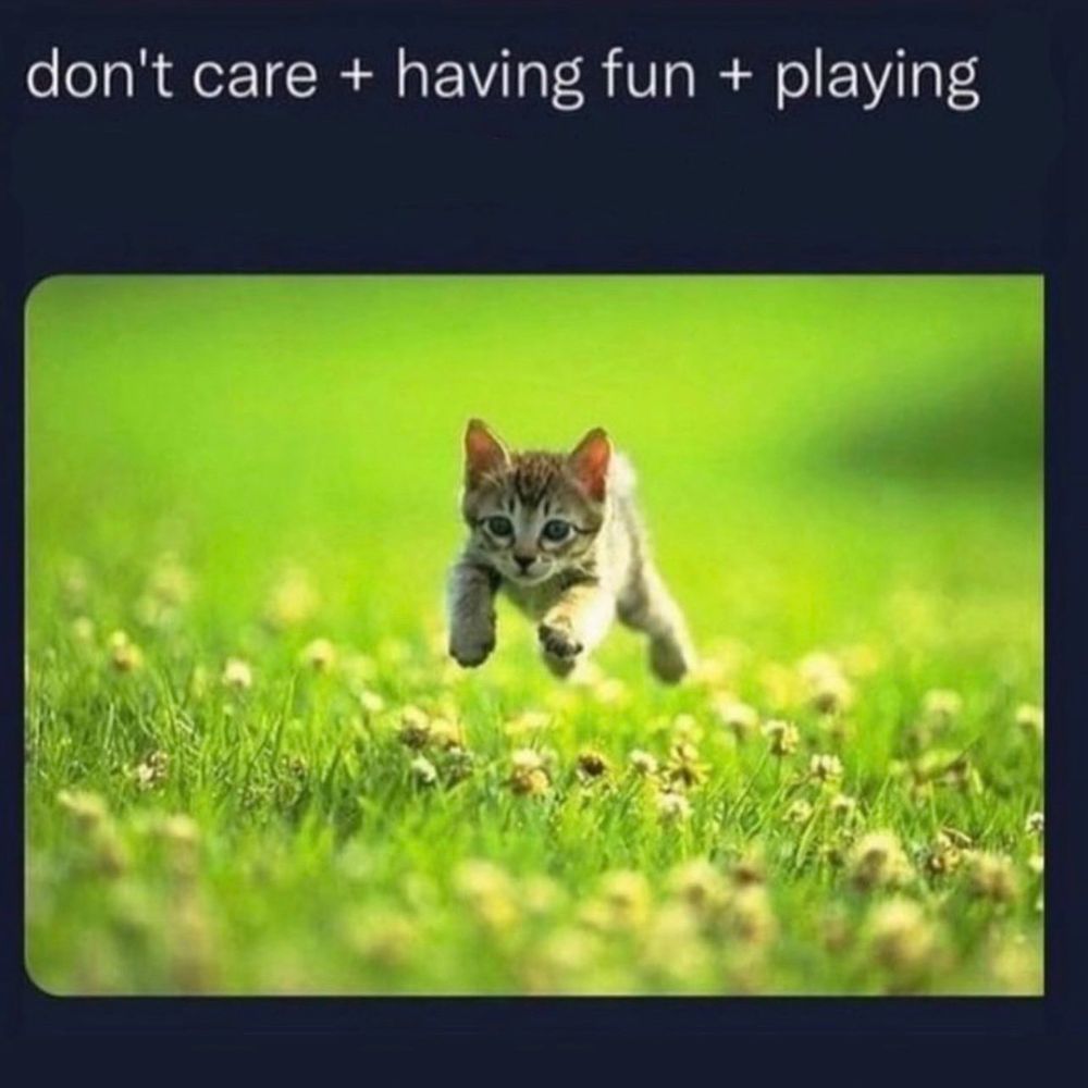 a kitten is frolicking in a field of flowers with the caption "don't care + having fun + playing"