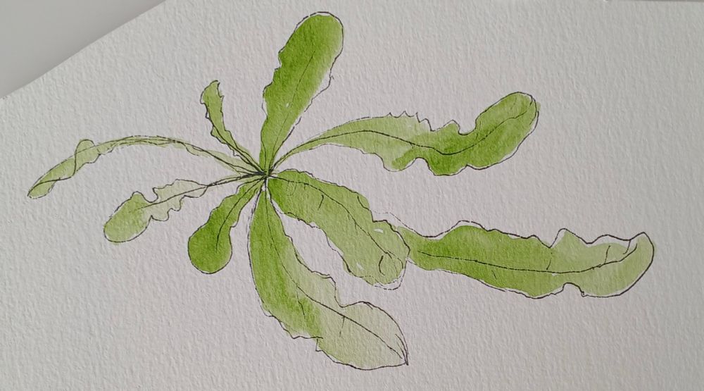 Watercolour painting of a plant.