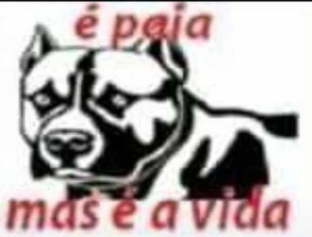 Meme com um pitbull desenhado escrito "é paia mas é a vida"
