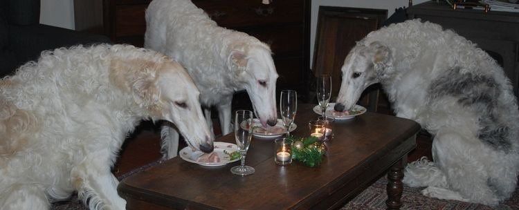 A imagem mostra três cães da raça Borzoi “jantando” juntos em uma mesa baixa.
Eles estão comendo de pratos individuais, e há taças de vidro e velas acesas sobre a mesa, criando um clima de jantar elegante ou romântico.