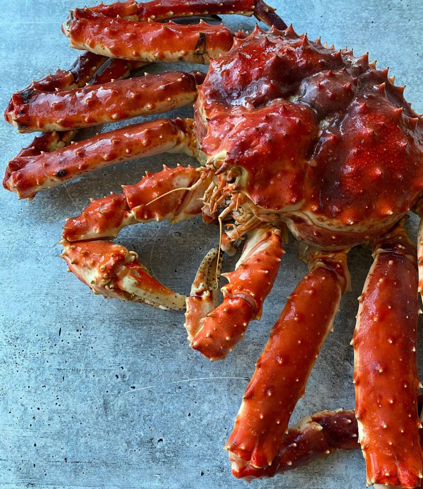 a Norwegian king crab