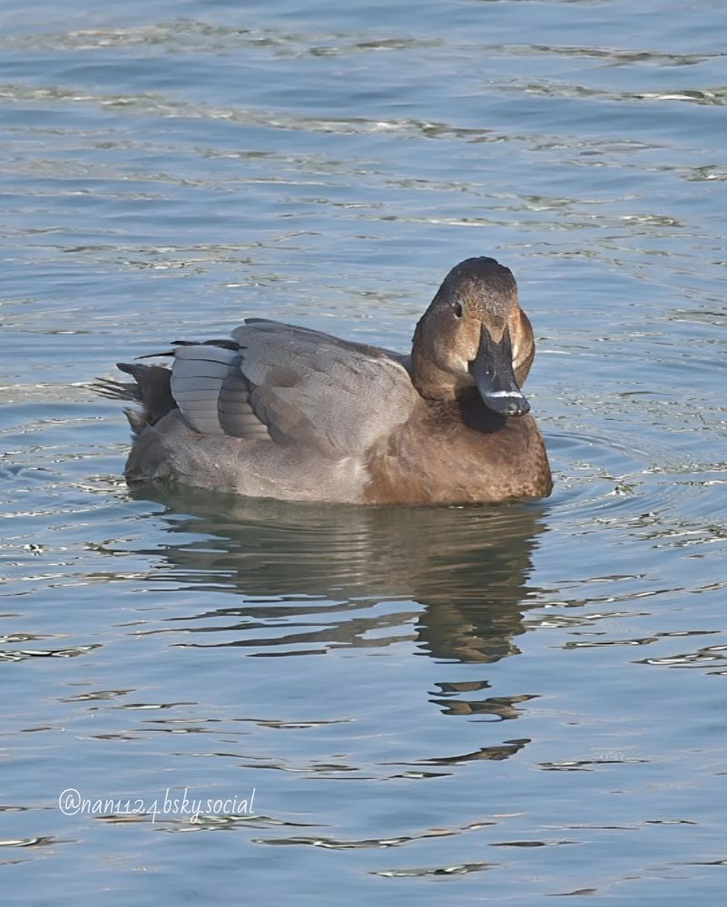 カワユス😍
ホシハジロ雌