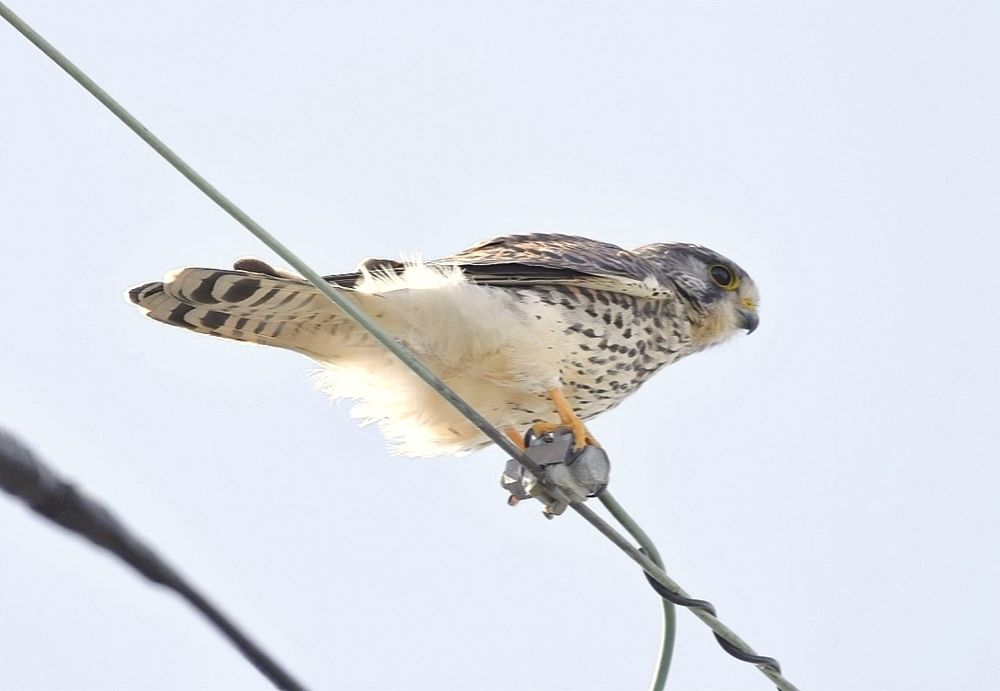 ふわふわ過ぎる角度から
(ここジョビお帽ちゃんの出現場所に近いんだけど💧)↑↑
ジョウビタキ♂️の意味。