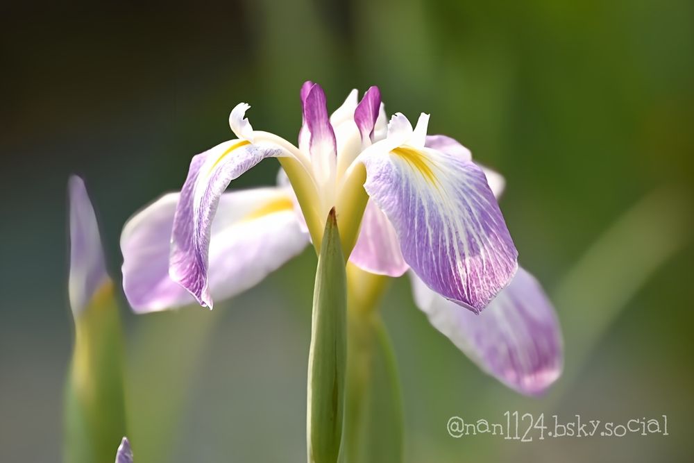 固定模様替え投稿です。
花菖蒲