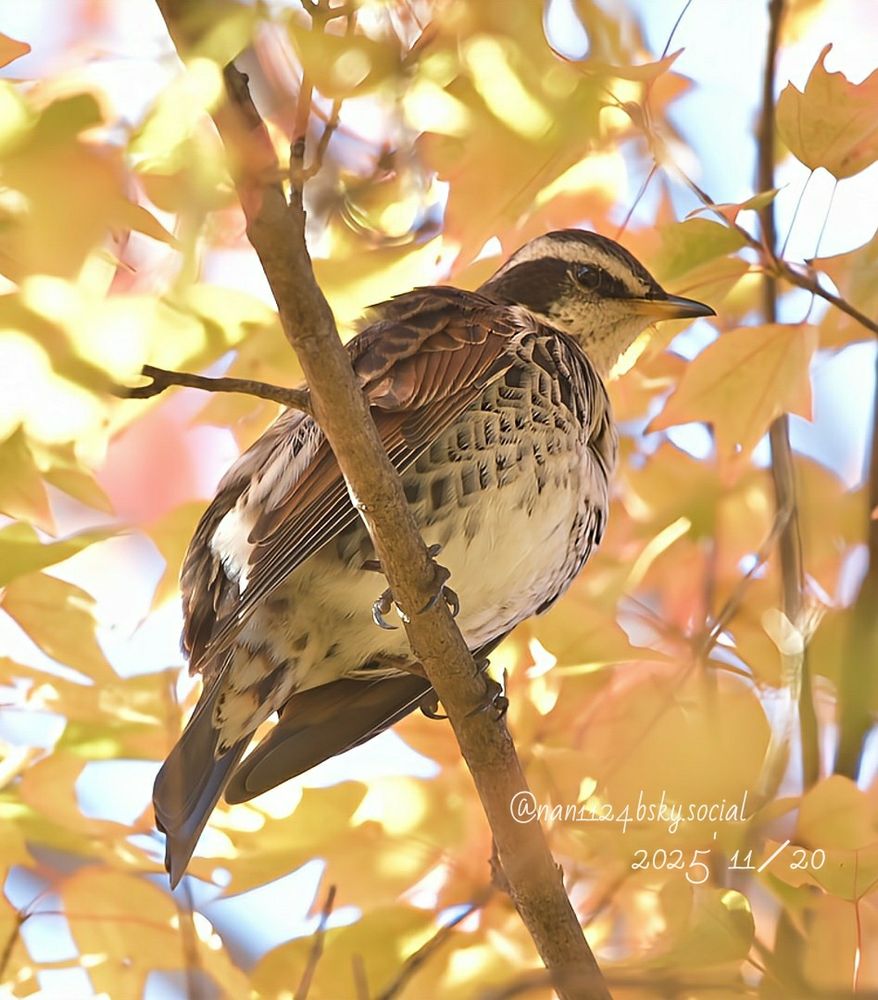 天気の良い日の紅葉と身近な野鳥観察は気持ちいいね。🌈
(これで📷が壊れそうでなければもっと、良いけど昨日はピントもグラグラでシャッターも切れなくなった一瞬があったよ。😅ﾔﾊﾞ)