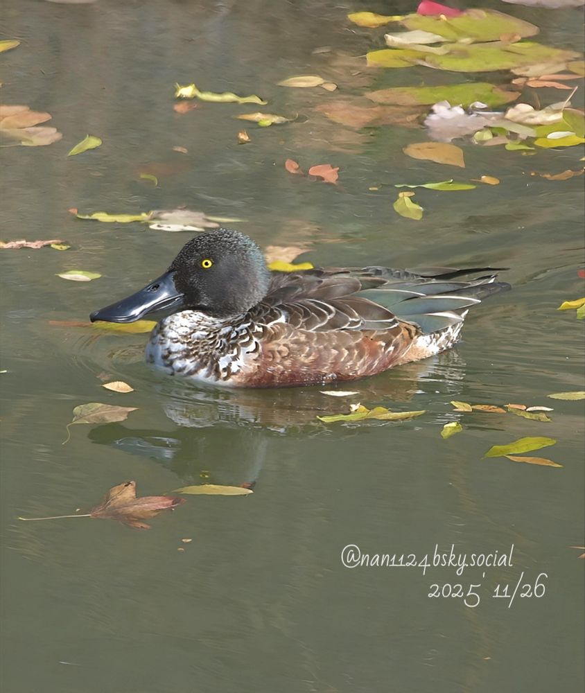 ♀️は、ちょっと前に1羽来ていたけどお二人で来たところは今年は未だに見てないな。🙈
何処と行ったり来たりしてるんだろうね？💫