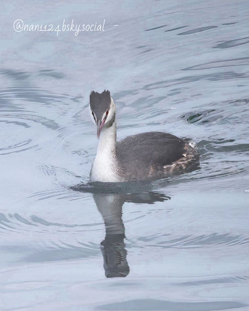 やっぱり、🚧工事中でも去年来た場所は気になるのね。
他
キンクロハ二羽
ホシハジロ
ハジロカイツブリ5羽
風が強くて寒いオナガガモ二羽
オカヨシガモ多数
とろけたお休み中のカワウ等々