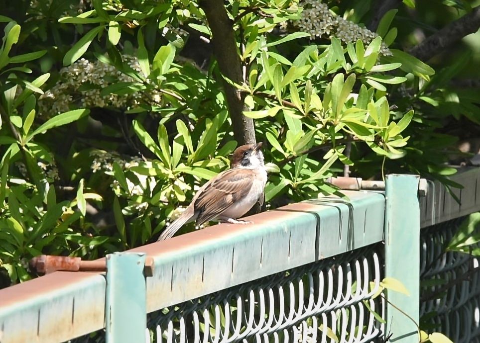 空を見上げて♪
この柵を越えた川付近で見られる野鳥は雀の他に秋から春:ジョウビタキ:ヒヨドリ:モズ:コサギ
キセキレイ:カワセミ:キジバト:カワラヒワ:鵜
希にハイタカ。