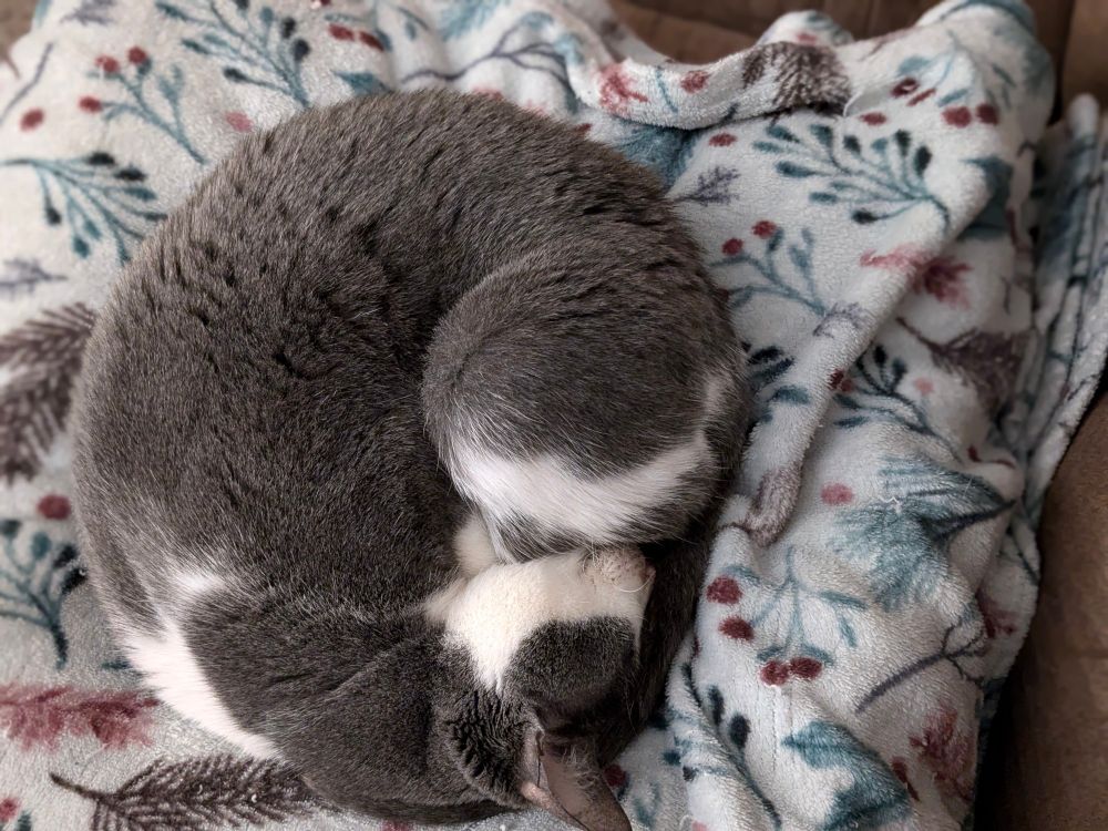 A gray and white cat curled up in a ball on a soft blanket