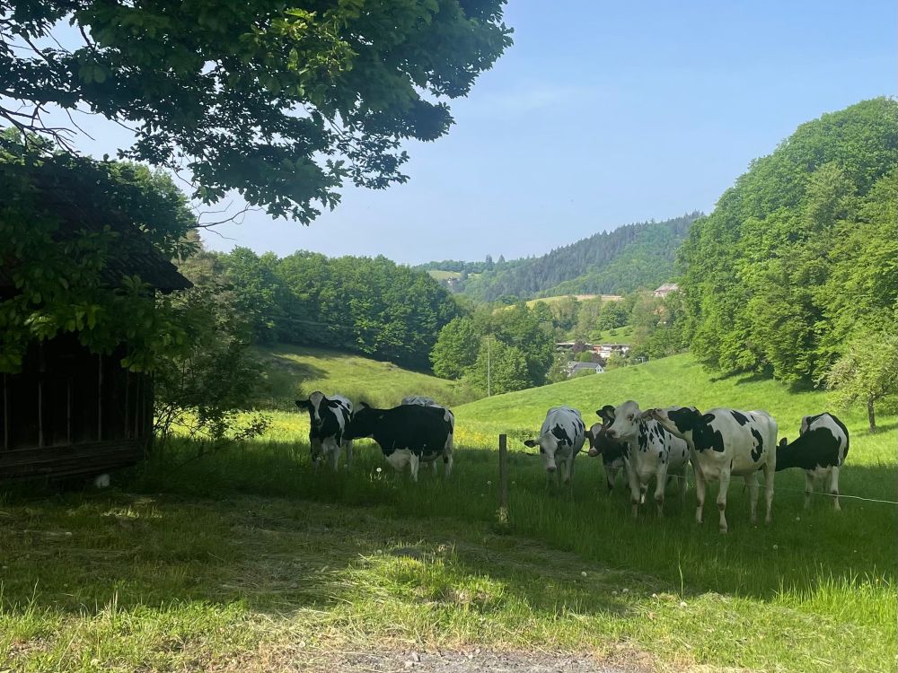 Black and white cows in a mountainous meadow. 