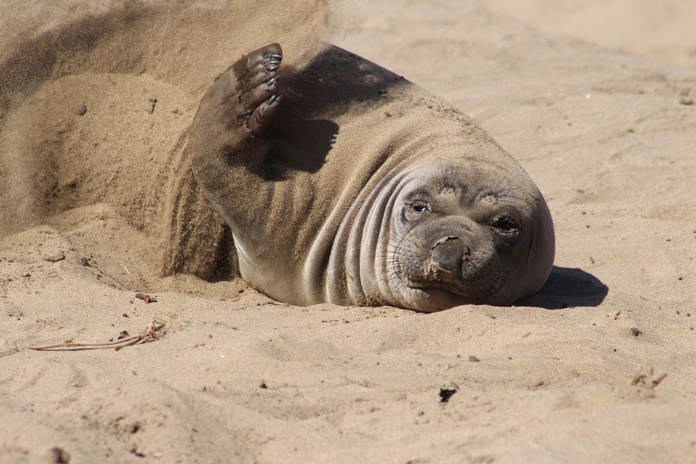Elephant seals at Ano Nuevo state park