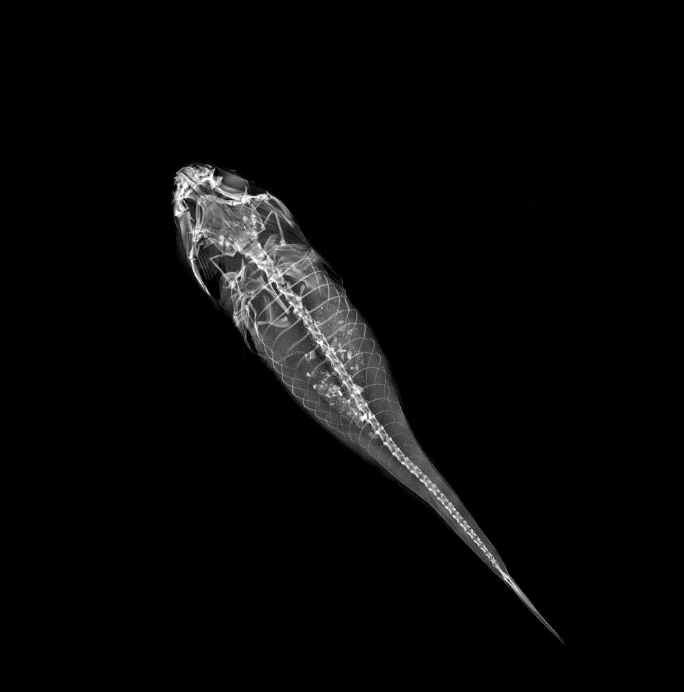 An X-ray imaging of a clingfish individual scanned from above