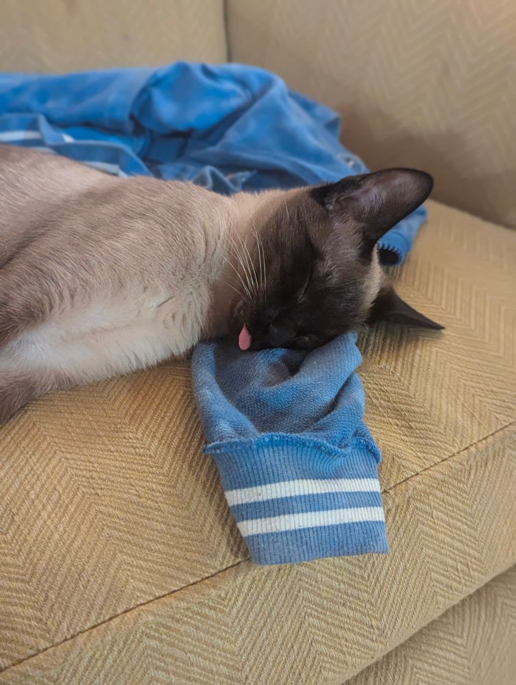 Cat asleep on chair and sweatshirt with tiny pink tongue sticking out 