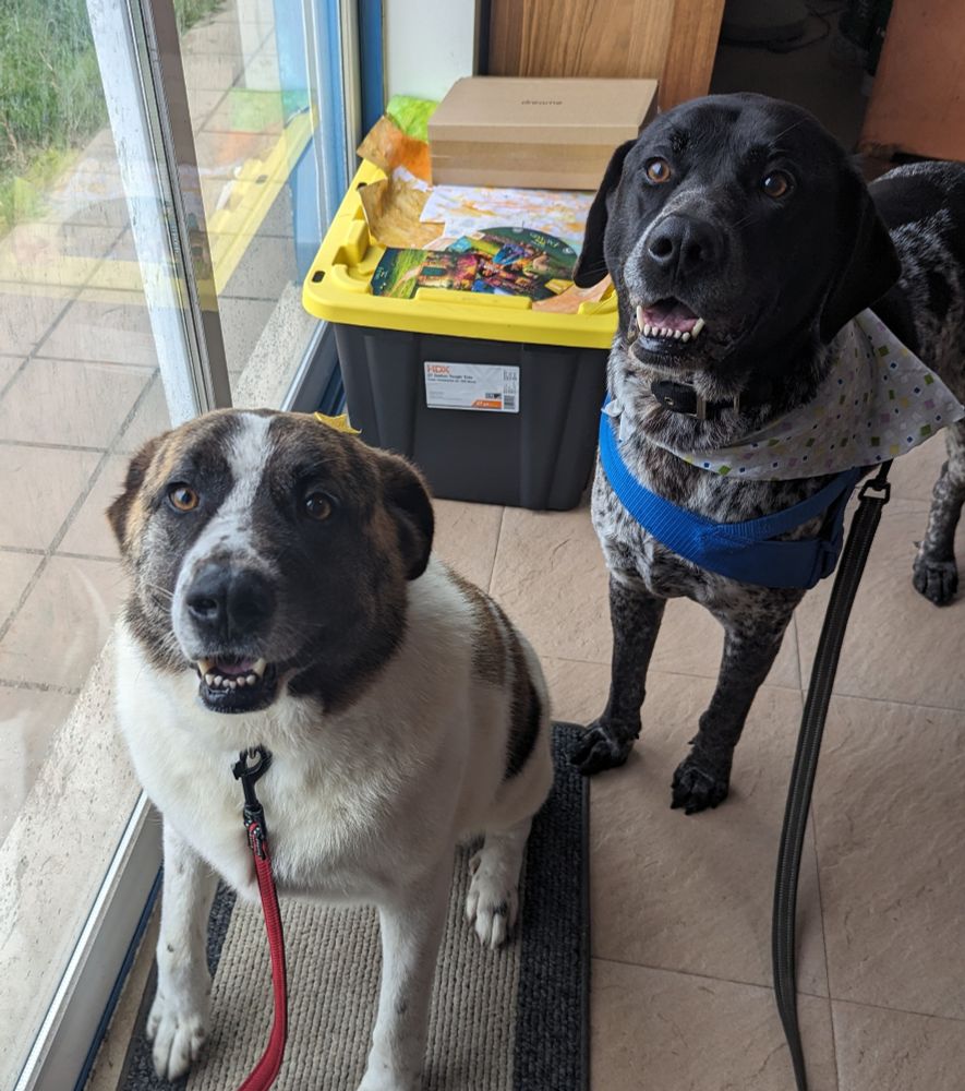 Two dogs in front of a sliding glass door. One is sitting and is an Alentejo mastiff. The other is standing and is a German shorthaired pointer with a jaunty bandana. 