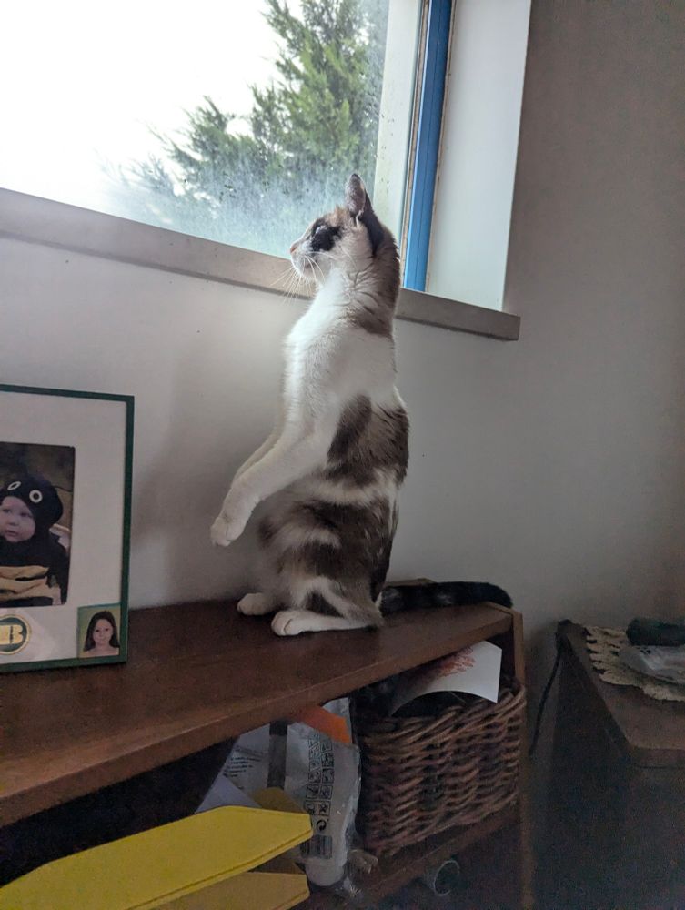 A white and brown cat sits upright on her hind legs like a people, looking out the window