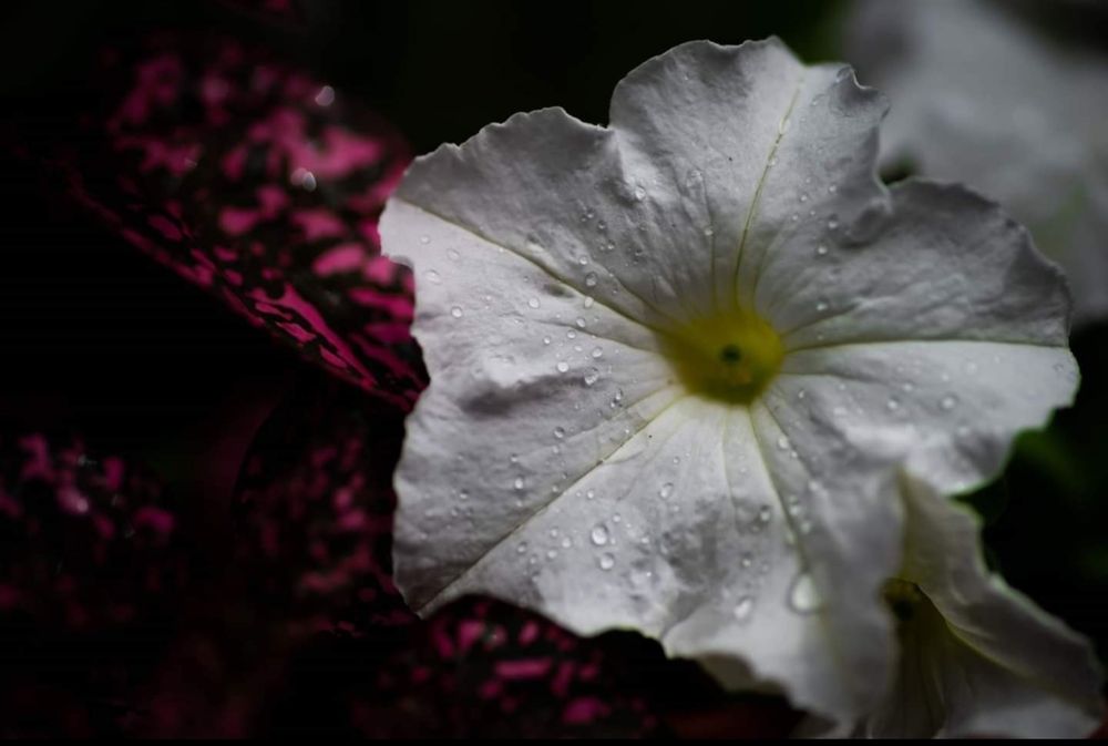 Comment image
