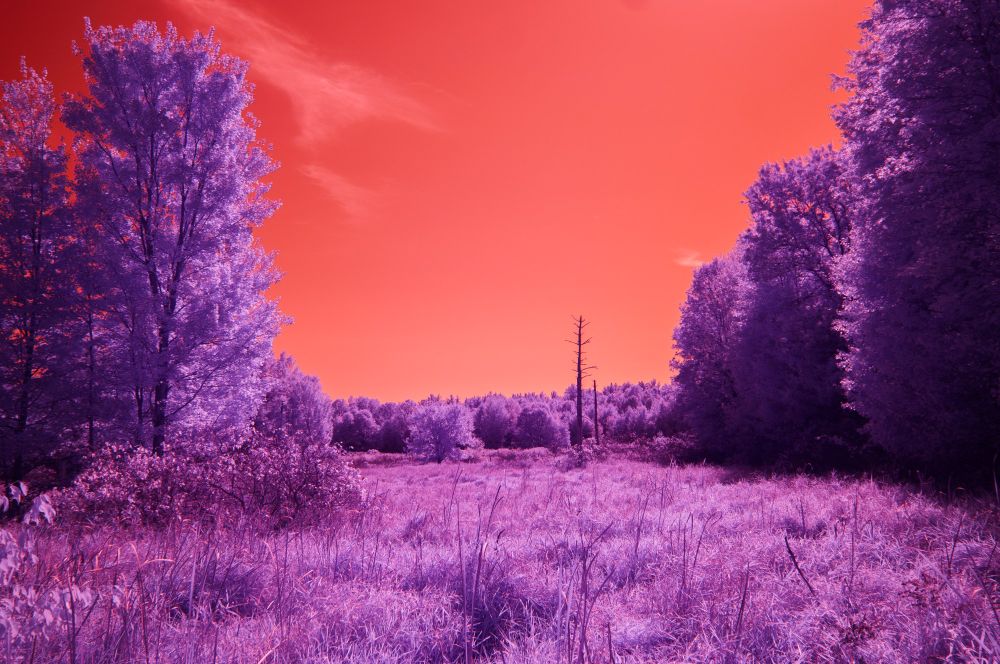 an orange sky above purple trees. a lone dark tree stands bare in the distance.