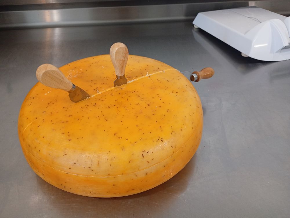 20 lb wheel of gouda on a cutting bench with chisels sticking out of it