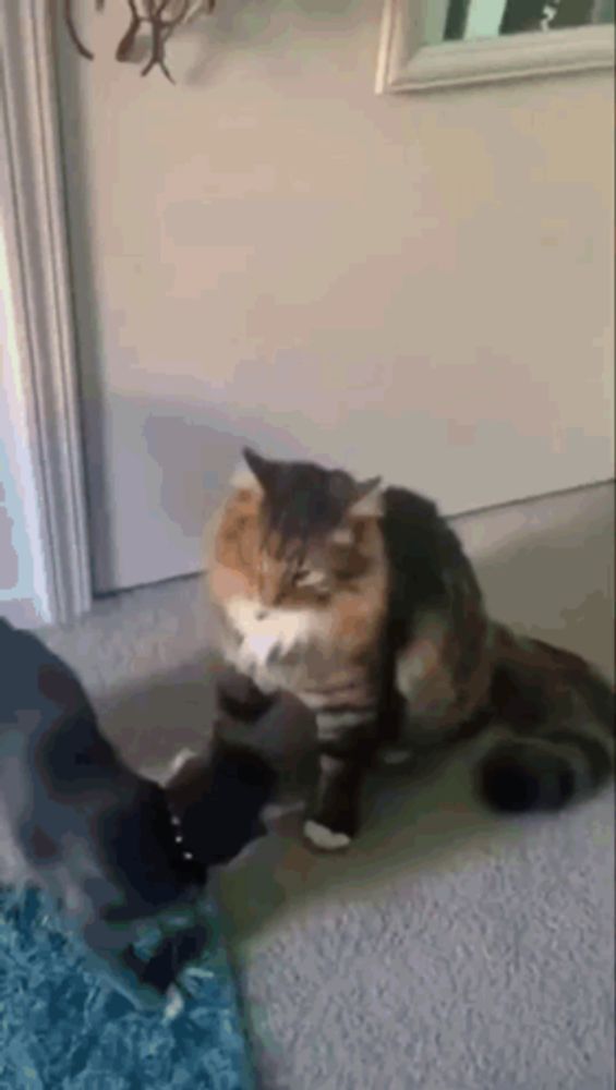 two cats are playing with each other on the floor in a living room .