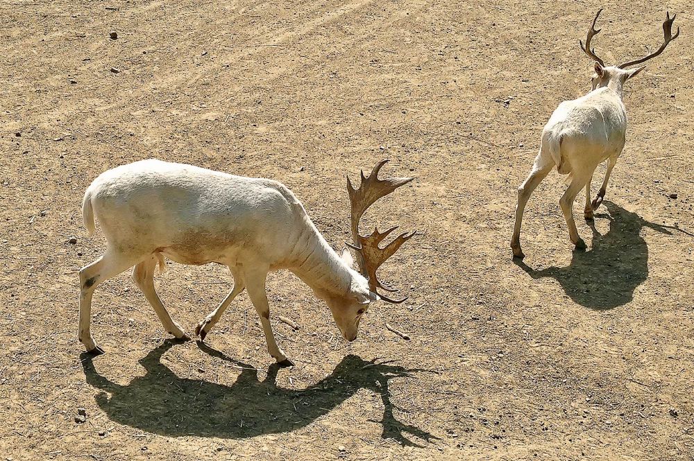 A photograph of some animals my daughter and I saw while visiting an Ohio safari park where you can ride around.