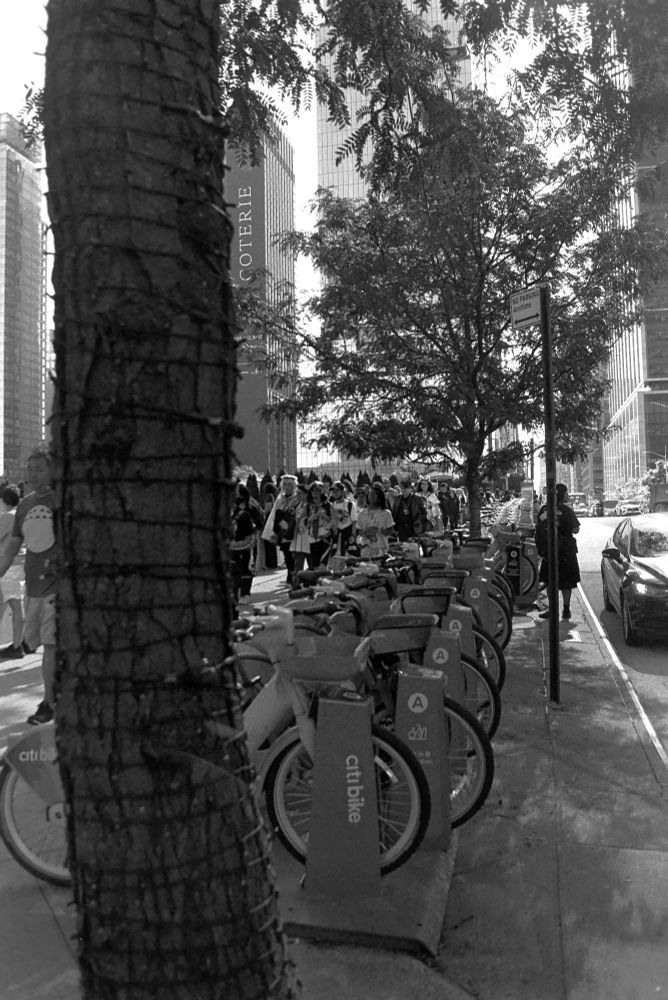 A tree in front of a row of Citi Bikes People on the line for anime nyc walk past