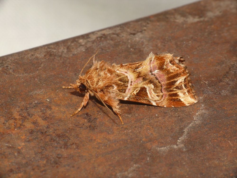 So, if there was a vote for the top 10 most beautiful moths in Europe, then surely this species would be in there for most moth people? - the amazing Latin - Callopistria juventina? - moth-trapping at Las Manzorreras, Poyales del Hoyo, Avila Province, Castilla y Leon, Spain on the 9th of September 2025.
