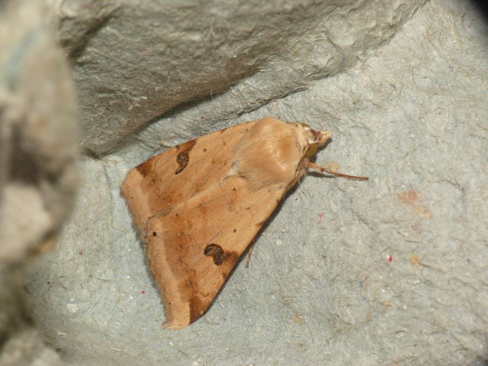 A fresh looking Bordered Straw - Heliothis peltigera - moth-trapping at CIMA, Tarifa, Cadiz Province, Andalucia, Spain on the 19th of October 2025.
