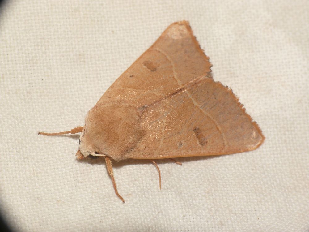 The Berber - Pseudenargia ulicis was a common moth with 47 trapped! - moth-trapping at Puerto Alto, NW Murcia, Spain on the 23rd of September 2025 (at 1565 metres!).