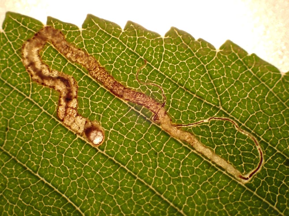 This is a 'gallery miner' on Elm - Ulmus sp. and this is the moth species Stigmella ulmivora - I found 8 of these mines yesterday quite easily on elm trees, whilst - moth-trapping at Huerta Grande, Pelayo, Cadiz Province, Andalucia, Spain on the 18th of November 2025. (Huerta Grande, is a great place to stay when looking at moths or other wildlife!)