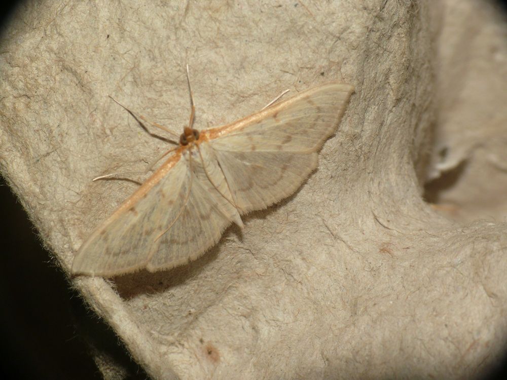 I never see many of this species - Hodebertia testalis - moth-trapping at Playa de la Llana, Mar Menor, Murcia, Spain on the 26th of September 2025.