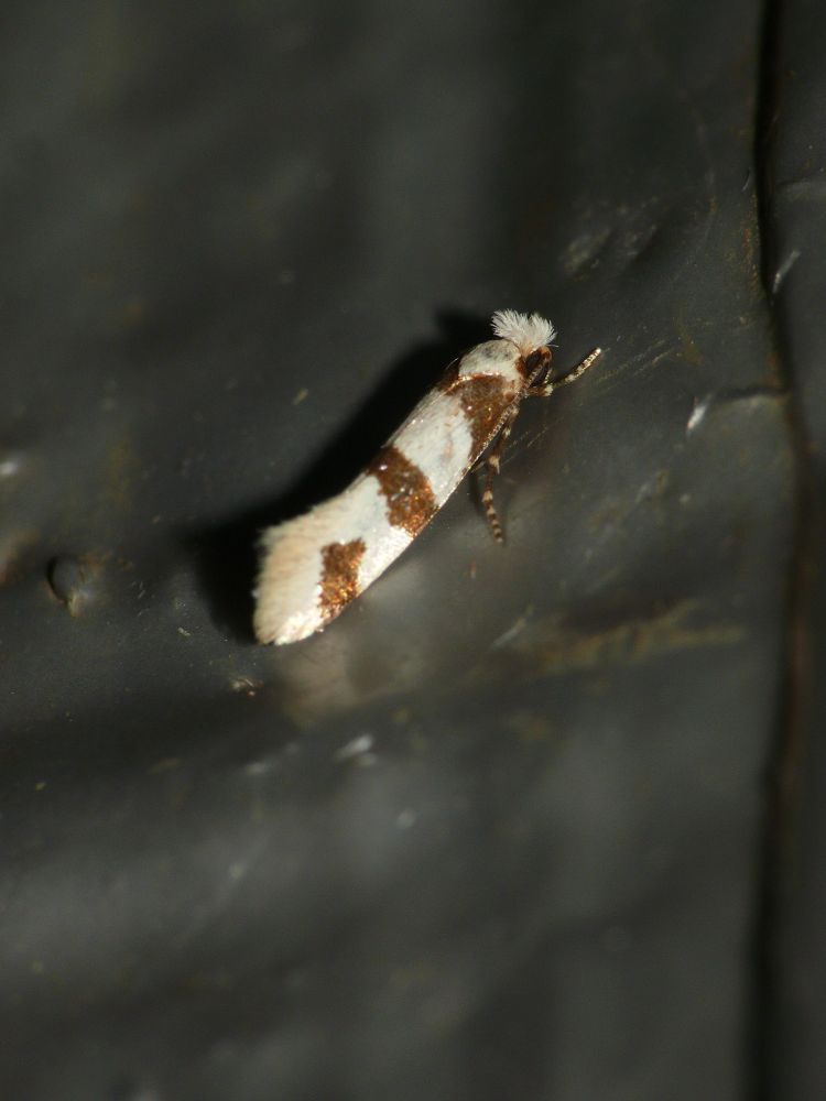 The well marked Tineid moth - Neurothaumasia ragasuella - moth-trapping at CIMA, Tarifa, Cadiz Province, Andalucia, Spain on the 12th of September 2025.