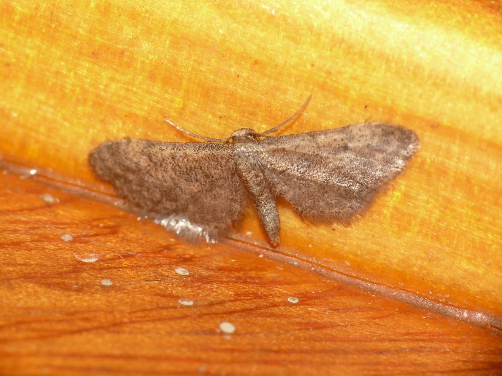 And much scarcer - the tiny Wave sp - Idaea sp that is Idaea deitanaria - moth-trapping South West of Garriguella, Sierra de Altoana, Murcia, Spain on the 25th of September 2025.