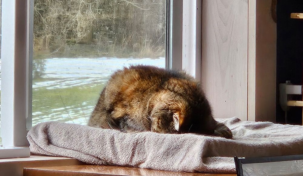 Brown tabby cat in a face plant nap on a beige cushion in front of a window.