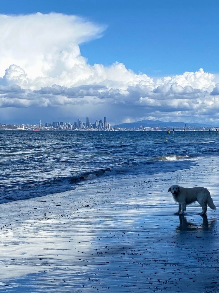 Dog on the beach with Seattle across the water under clouds and blue sky.