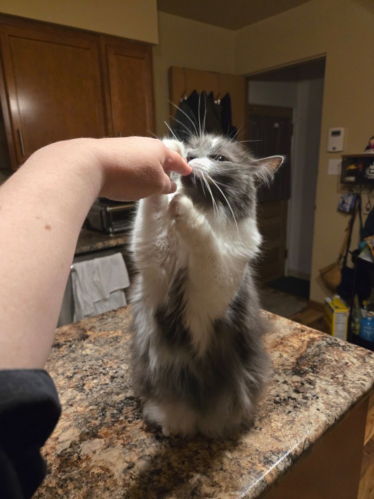 The same cat has acquired his target, a human's fingers, to nibble on.