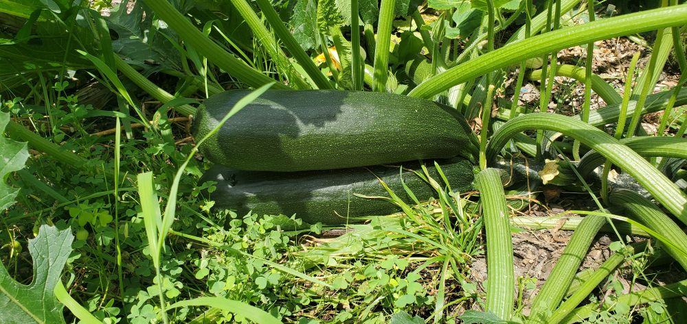 2 zucchini, 1 atop the other