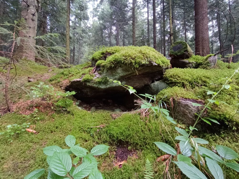 Kleine, mit viel Moos bewachsene Felsen die wie eine Höhle aussehen, verschiedene Pflanzen außenrum, im Hintergrund Bäume.