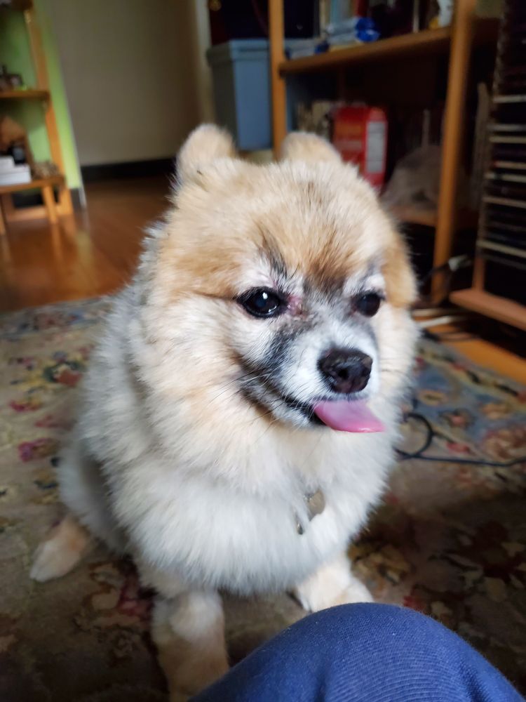 A blonde Pomeranian with a black mask sticks out his tongue pretty far.