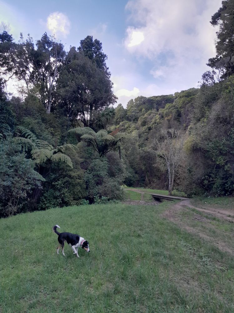 A black and white dog sniffs the grass. A rough path leads over a simple wooden bridge surrounded by trees and punga ferns (i.e. tree ferns)